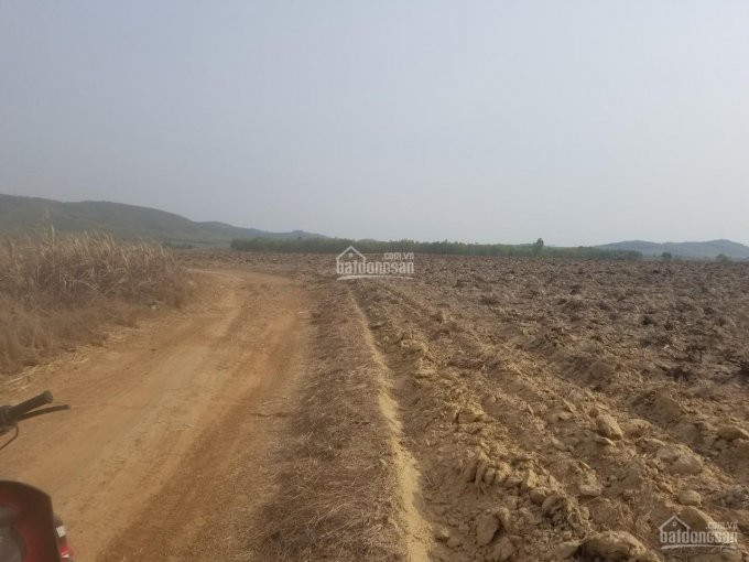 Chính Chủ Bán Nhanh Nhanh 74ha/50ha đất Tcln Ngay Thôn Trung, Xã Ninh Tân, Ninh Hòa Giá Cực Rẻ, Hệ 0981247650 4