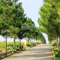 Biệt Thự The Phoenix Garden - Nhượng Lại Các Suất Ngoại Giao Giá Rẻ - Vị Trí đẹp Nhất Dự án