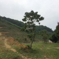 Chính Chủ Cần Bán Gấp Lô đất 2ha (20000m2) đất Làm Khu Nghỉ Dưỡng Giá Rẻ Tại Xã Yên Bình, Thạch Thất, Hà Nội