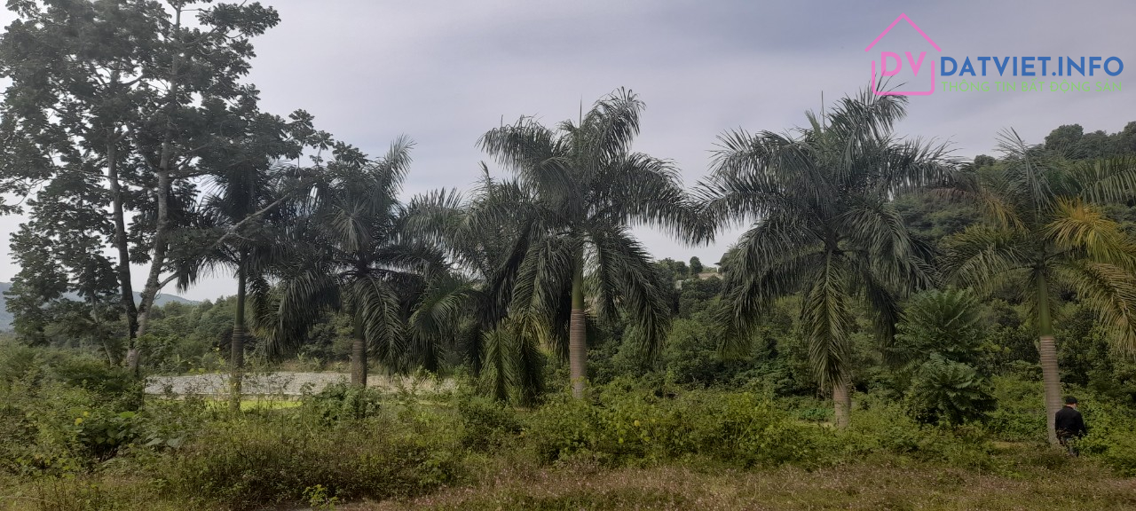 View Hồ, Đường Oto Tránh,Bám Mặt Đường Dài, Hà Nội 40Km, Giá Đầu Tư Phân Lô, Nghỉ Dưỡng 5