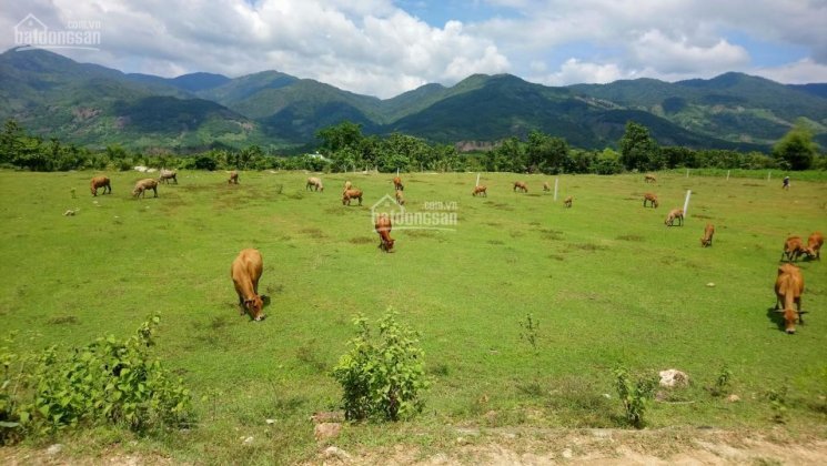 Bán đất nông nghiệp Ninh Thuận