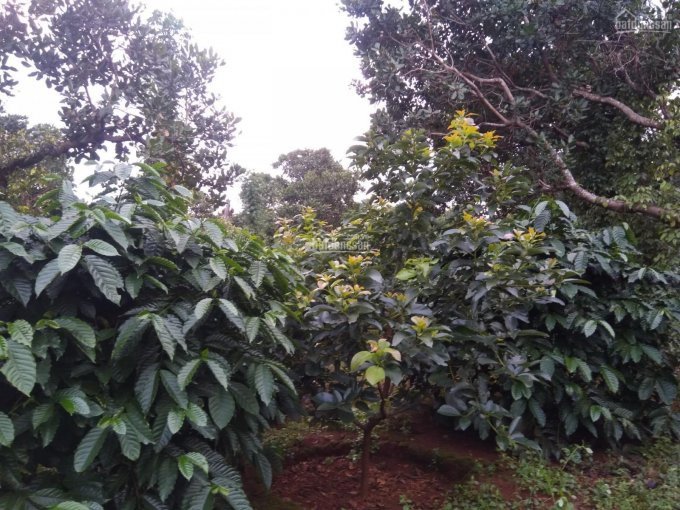 Gia đình cần bán lô đất Gia Lai 50x230m, DT 10.000m2, SHR, trồng tiêu điều cà phê - LH 0938018295 4