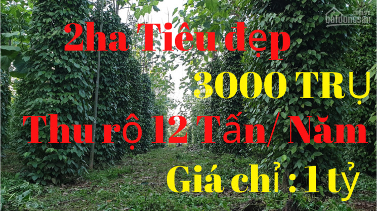 2ha đất Trồng 3000 Cây Tiêu Cực đẹp, Bằng Phẳng, Oto Thuận Tiện, Tặng 6 Tấn Tiêu - Tại đăk Song 1