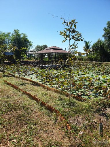 Chính Chủ Bán Nhanh đất Nhà Vườn Cách Trung Tâm Thành Phố Phan Thiết 15p, Gần Nút Lên Xuống Cao Tốc Dầu Giây 1