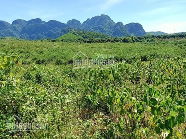 Chính Chủ Bán Nhanh Gấp 3,3ha đất Kim Bôi, Hb, Phẳng Lỳ Như Sân Bóng, Có Thể Làm Trại Lợn, Trại Gà 3