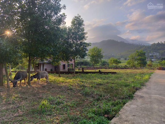 Chính Chủ Bán Nhanh Nhanh Lô 1265m2 Tại Yên Bài - Ba Vì View Cánh đồng Và Núi, Nằm Trong Khuôn Viên Nghỉ Dưỡng 6