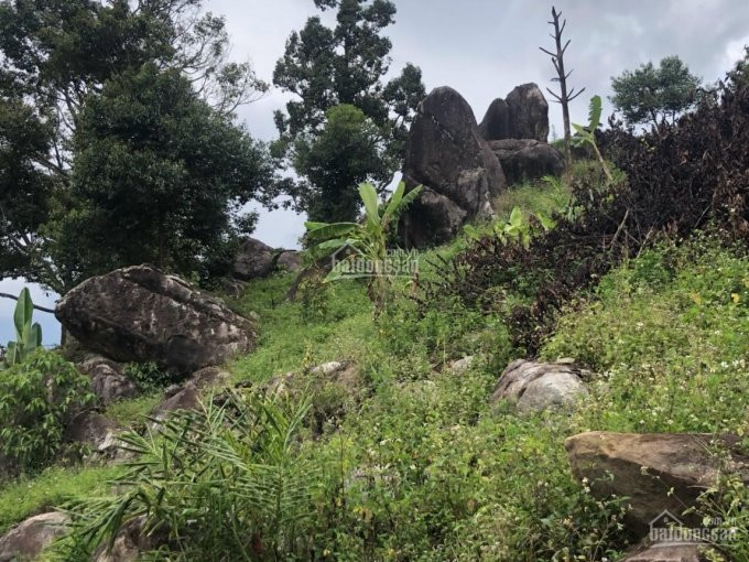 Chính Chủ Cần Bán 13000m2 View đỉnh Núi Có Ao, Cách Trung Tâm Tp Bảo Lộc 5km 6