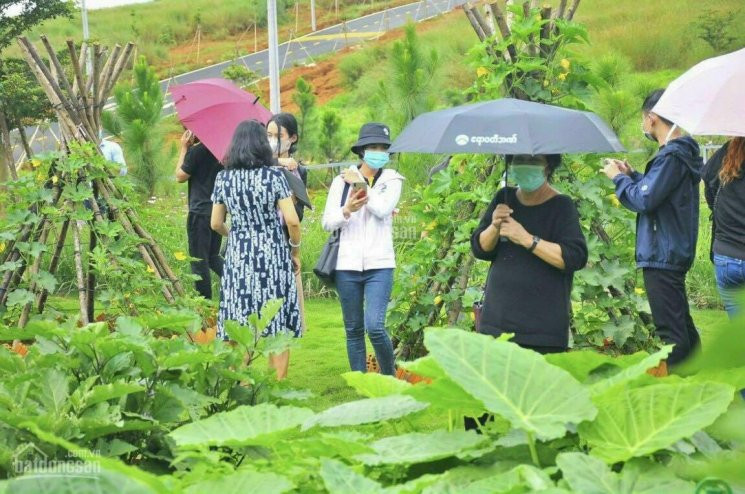 đất Nền Nghỉ Dưỡng View Hồ, đồi Chè Sổ Sẵn, đoán đầu Cao Tốc 2,5km, Hổ Trợ Thanh Toán 1 Năm 4