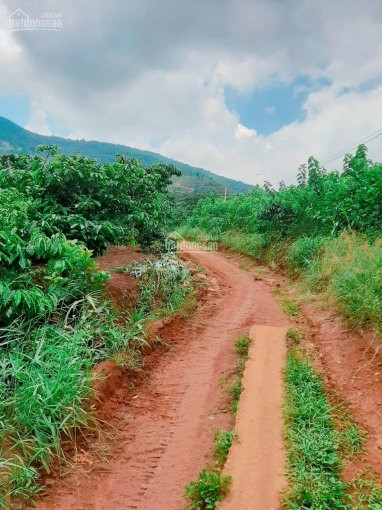 1600m2 đất View Hồ đông Thanh, Lâm đồng, Sổ Sẵn Sang Tên Ngay, 2 Mt đường, Gần Hồ Tuyền Lâm 5