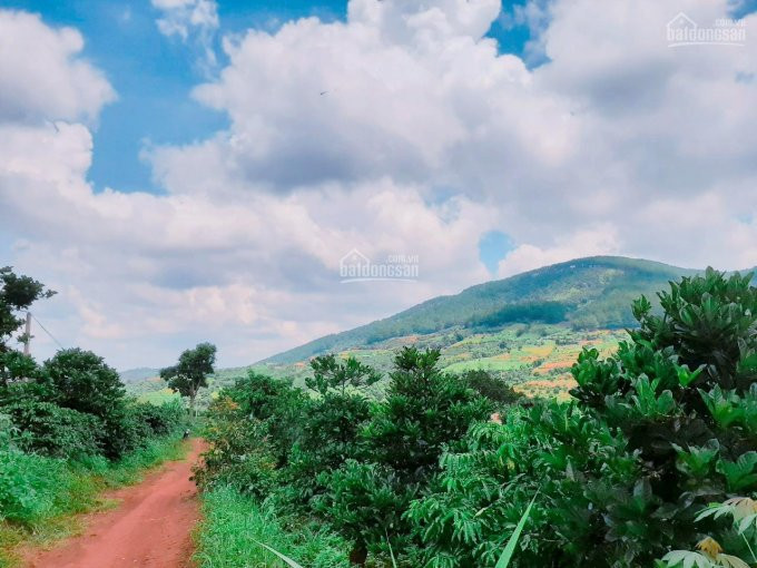 1600m2 đất View Hồ đông Thanh, Lâm đồng, Sổ Sẵn Sang Tên Ngay, 2 Mt đường, Gần Hồ Tuyền Lâm 6