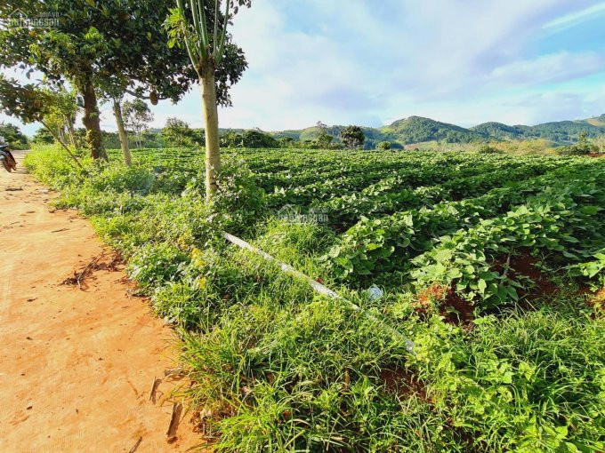 3200m2 đất Mê Linh, 2mt đường Betong Lớn, ô Tô đi Thoải Mái, Giá 600tr/sào, Sổ Sẵn Lh 0704898666 1