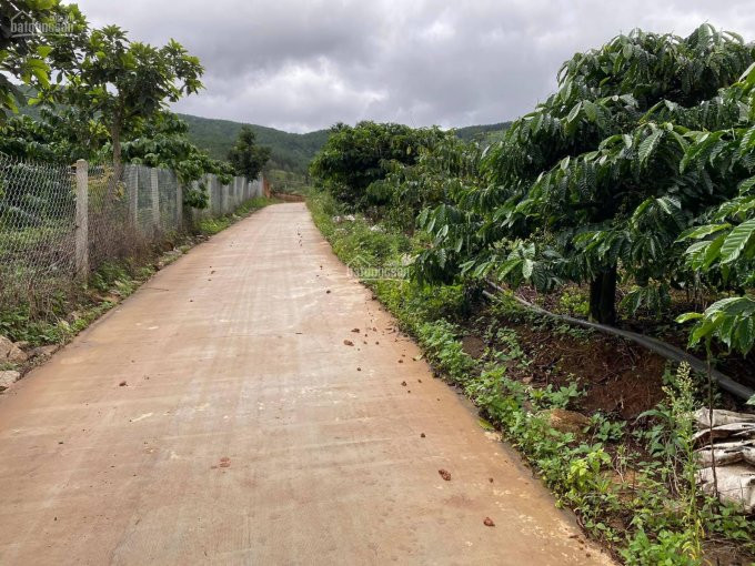 6000m2 đất Mê Linh, Cách Tp đà Lạt 20km, Giá: 600tr/sào, Full Thổ, đường Bê Tông Lớn Vào Tận đất 2