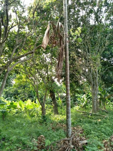 Chính Chủ Bán Nhanh đất Cư Yên, Lương Sơn, Hòa Bình, Cách Hn 42km, đường Sá Thuận Tiện 3