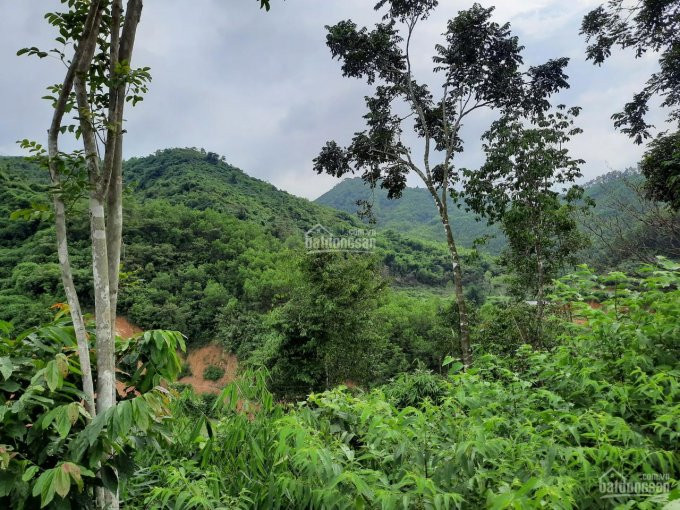 Chính Chủ Bán Nhanh đất Lương Sơn, Hòa Bình, Gần Nhiều Dự án Nghỉ Dưỡng, Khu Sinh Thái 2