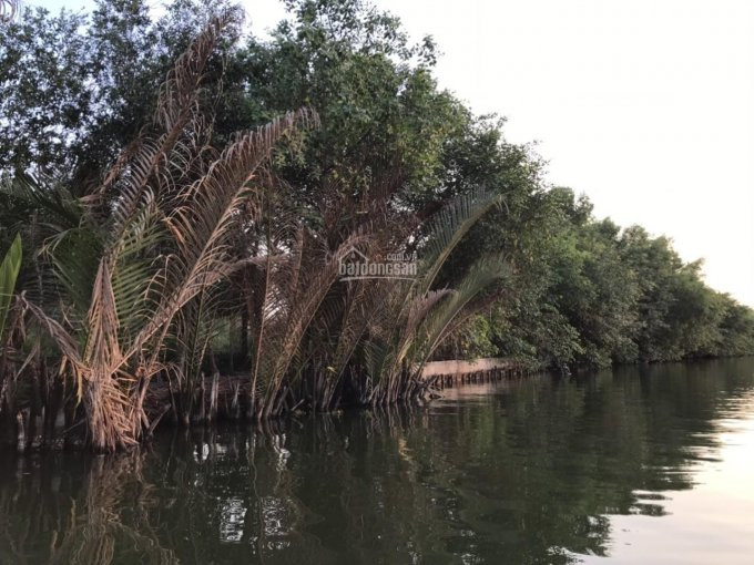 Chính Chủ Bán Nhanh Lô đất Mặt Tiền Sông Cầu Tàu, đối Diện Khu Dân Cư Giồng ông đông 1