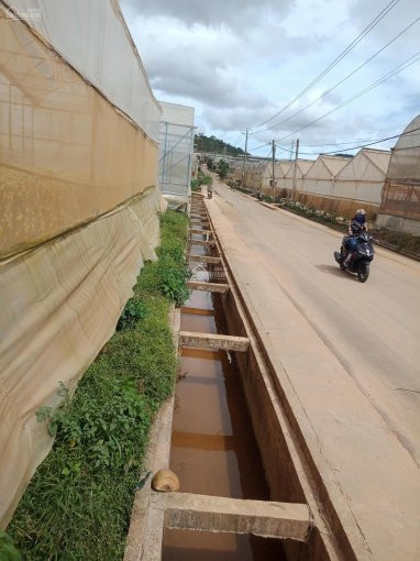 Dành Cho Nhà đầu Tư: Chủ Trang Trại Gửi Bán 1 Trong Nhiều Trang Trại Trồng Hoa ở P12, Tp đà Lạt 2