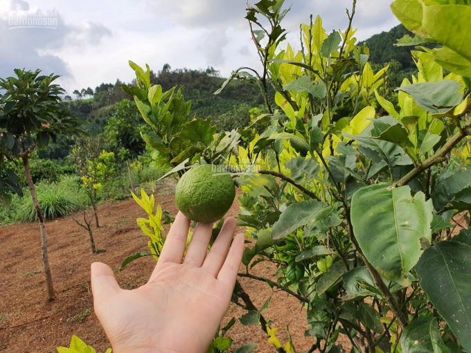 3695 M2, 39 M Mặt Tiền Bê Tông Giáp đà Lạt Có Bán Lẻ 1000 M2 2