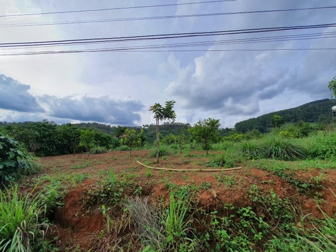 3695 M2, 39 M Mặt Tiền Bê Tông Giáp đà Lạt Có Bán Lẻ 1000 M2 4