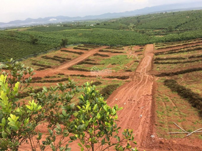 Cần Bán Gấp đất Nên Giá Rẽ Tại Trung Tâm Sầm Uất Có Nhiều Tiền Năng đà Lạt 3