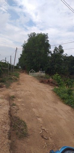 Chính Chủ Bán Nhanh 22 Mẫu đất Xã Bông Trang, Có 200m Mặt Tiền đường đất đỏ 10m, điện Nước, đầy đủ Giá 270tr/sào 1