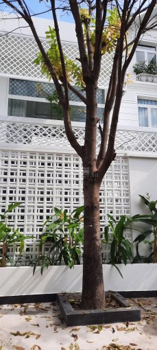 Chính Chủ Bán Nhanh Biệt Thự 1 Trệt 1 Lầu - Thiết Kế Hiện đại Villa Bờ Sông Phường Bình An, Quận 2 7