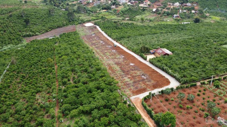 Chính Chủ Bán Nhanh đất Thôn 8, Tân Châu, Di Linh, Lâm đồng 4