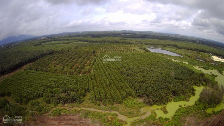 Chính Chủ Bán Nhanh đất Xã Xuân Hoà, Huyện Xuân Lộc, Tỉnh đồng Nai Dt: 26ha, 1000m Mặt Tiền, điện 3pha, Cách 1a 1km 2