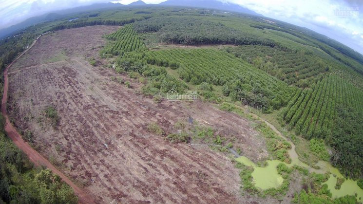 Chính Chủ Bán Nhanh đất Xã Xuân Hoà, Huyện Xuân Lộc, Tỉnh đồng Nai Dt: 26ha, 1000m Mặt Tiền, điện 3pha, Cách 1a 1km 3