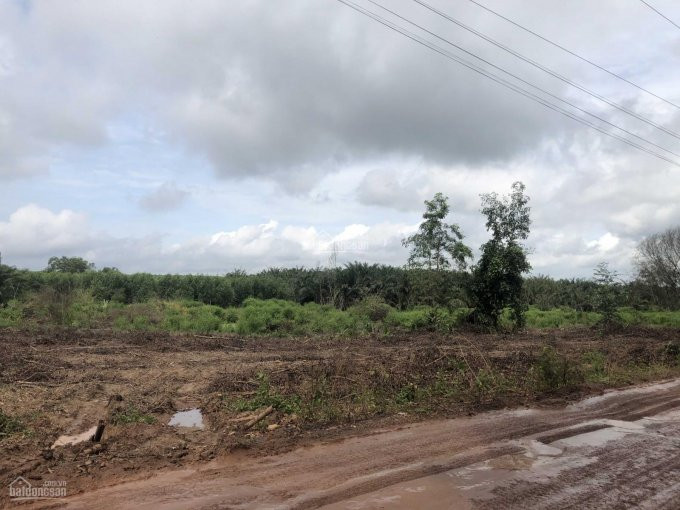 Chính Chủ Bán Nhanh đất Xã Xuân Hoà, Huyện Xuân Lộc, Tỉnh đồng Nai Dt: 26ha, 1000m Mặt Tiền, điện 3pha, Cách 1a 1km 5