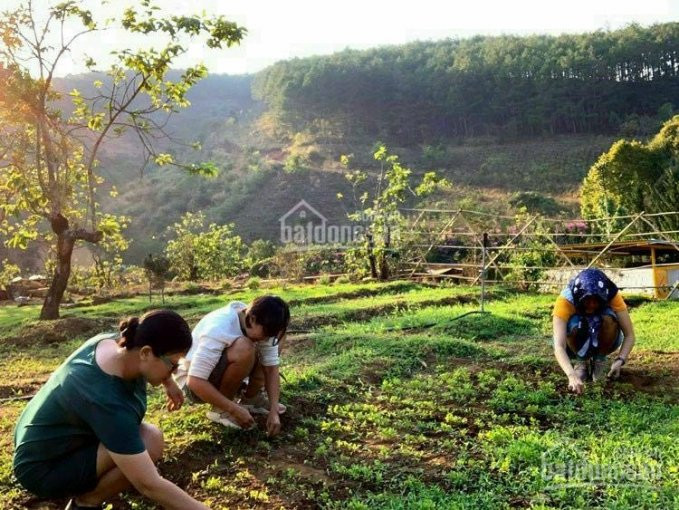 đất Phân Lô Nhà Phố Liền Kề Sổ Sẵn đầy Tiện ích 5