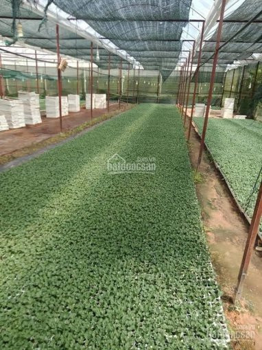 Mời Các Nhà đầu Tư - Bán Nhanh Bán Rẻ Trang Trại Trồng Hoa ở Xã Xuân Thọ, Phường 11, Tp đà Lạt 4