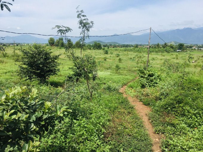 Trang Trại Gần Hoàn Thiện Tại Ninh Xuân, Ninh Hoà 7