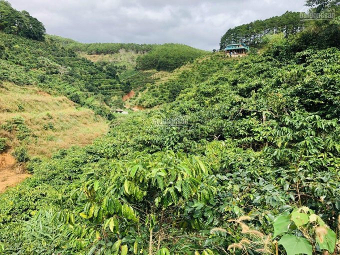 Chính Chủ Bán Nhanh đất 2 Mặt Tiền Thôn 3 Mê Linh Cách Tt đà Lạt 18 Km _  Sở Hữu Mt Betong 80 M 3 Xào 19 Tỷ 1