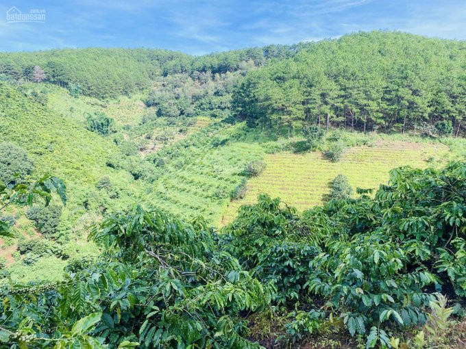 Chính Chủ Bán Nhanh đất 2 Mặt Tiền Thôn 3 Mê Linh Cách Tt đà Lạt 18 Km _  Sở Hữu Mt Betong 80 M 3 Xào 19 Tỷ 2