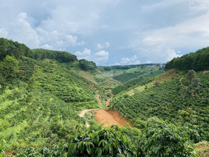 Chính Chủ Bán Nhanh đất 2 Mặt Tiền Thôn 3 Mê Linh Cách Tt đà Lạt 18 Km _  Sở Hữu Mt Betong 80 M 3 Xào 19 Tỷ 3