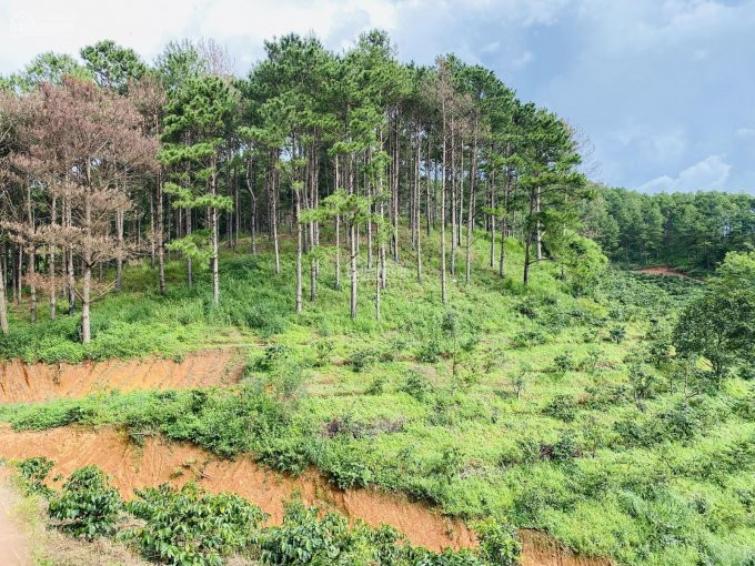 Chính Chủ Bán Nhanh đất 2 Mặt Tiền Thôn 3 Mê Linh Cách Tt đà Lạt 18 Km _  Sở Hữu Mt Betong 80 M 3 Xào 19 Tỷ 4