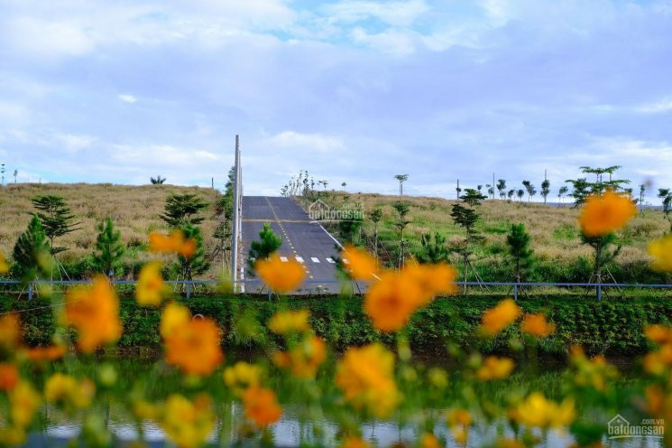 Chính Chủ Bán Nhanh đất Nền Gần Bảo Lộc View Rừng Thông Hơn 20 Năm Tuổi, Sổ Hồng Công Chứng Ngay 1