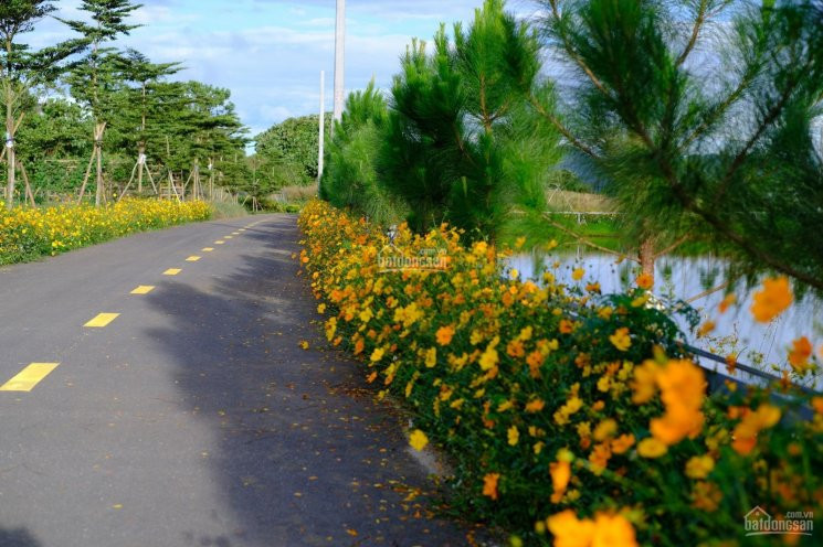 Chính Chủ Bán Nhanh đất Nền Gần Bảo Lộc View Rừng Thông Hơn 20 Năm Tuổi, Sổ Hồng Công Chứng Ngay 3