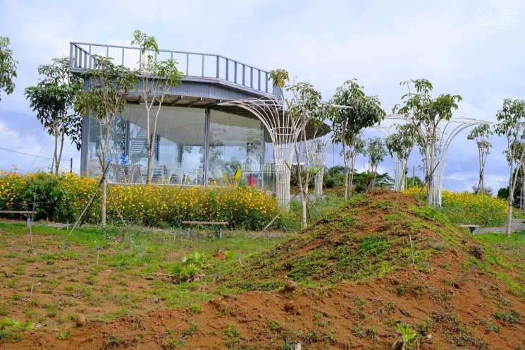 Chính Chủ Bán Nhanh đất Nền Gần Bảo Lộc View Rừng Thông Hơn 20 Năm Tuổi, Sổ Hồng Công Chứng Ngay 4