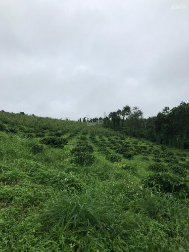 Chính Chủ Cần Bán Gấp 2,6 Ha Trồng Kín Tiêu Và Café, Cách Quốc Lộ 14 Khoảng 4km đất Lài Lài Phù Hợp Làm Nông 1