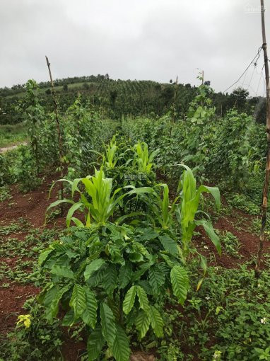 Chính Chủ Cần Bán Gấp 2,6 Ha Trồng Kín Tiêu Và Café, Cách Quốc Lộ 14 Khoảng 4km đất Lài Lài Phù Hợp Làm Nông 2