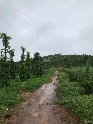 Chính Chủ Cần Bán Gấp 2,6 Ha Trồng Kín Tiêu Và Café, Cách Quốc Lộ 14 Khoảng 4km đất Lài Lài Phù Hợp Làm Nông 6