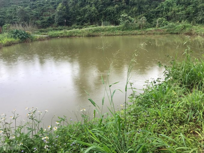 Chính Chủ Cần Bán Gấp 2,6 Ha Trồng Kín Tiêu Và Café, Cách Quốc Lộ 14 Khoảng 4km đất Lài Lài Phù Hợp Làm Nông 7