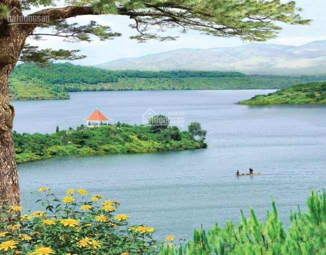 Chính Chủ Cho Thuê Nhanh đất Làm Homestay Gần Biển Hồ - Tiên Sơn Pleiku View Hồ Tuyệt đẹp 3