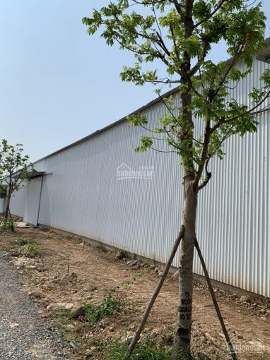 Cho Thuê Kho Xưởng Tại Di Trạch Và Kim Chung, Hoài đức, 500m2 - 2000m2, Container Ra Vào Xưởng 3