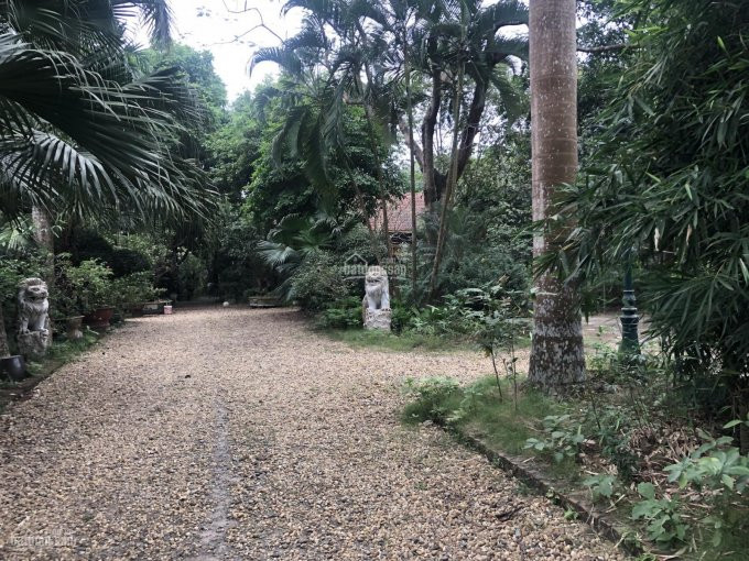Chuyển Nhượng Khuôn Viên Nhà Vườn Có Nhà Sàn Rất đẹp Dt 4000m2 Tại Nhuận Trạch, Lương Sơn, Hòa Bình 6