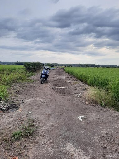 đất Ruộng An Tây, Gần đài Liệt Sĩ Gò Môn, đường Bờ 5m, Otô Vào Tới đất Giá Chỉ 1,35 Tỷ 1