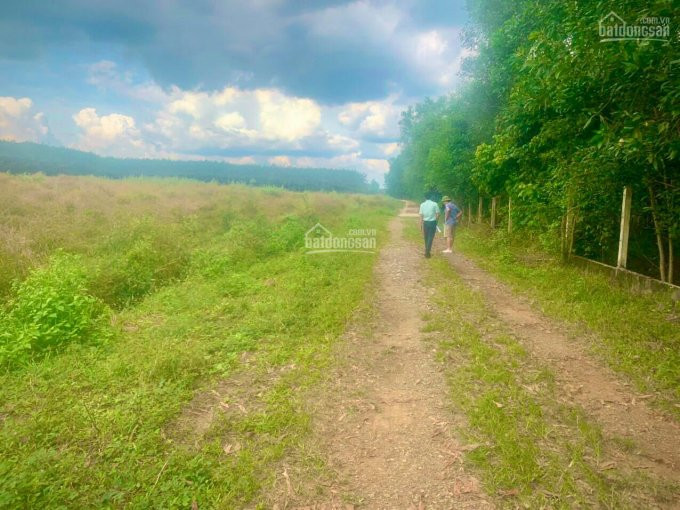 đất Sào Sân Bay Long Thành Giá đầu Tư 2