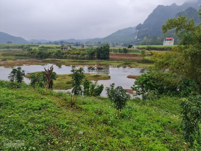 [hot] Cần Chuyển Nhượng 1 Ha đất Có 400 M2 đất ở Tại Xã Bình Sơn, Kim Bôi Giá đầu Tư 1