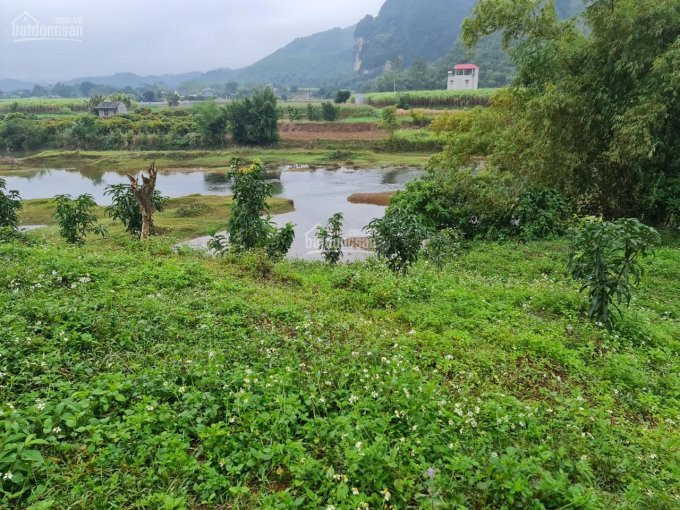 [hot] Cần Chuyển Nhượng 1 Ha đất Có 400 M2 đất ở Tại Xã Bình Sơn, Kim Bôi Giá đầu Tư 2